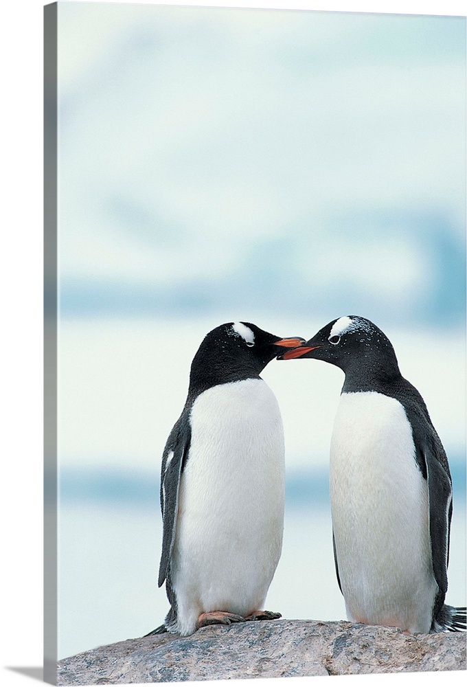 Two Gentoo Penguins touching beaks