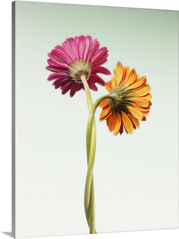 Two gerbera daisies intertwined