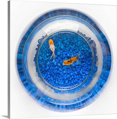 Two goldfish inside a bowl with blue pebbles