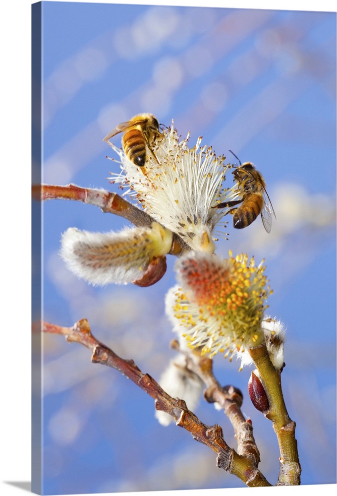 Two happy honey bees gathering nectar, pollinating new spring pussy willow buds.