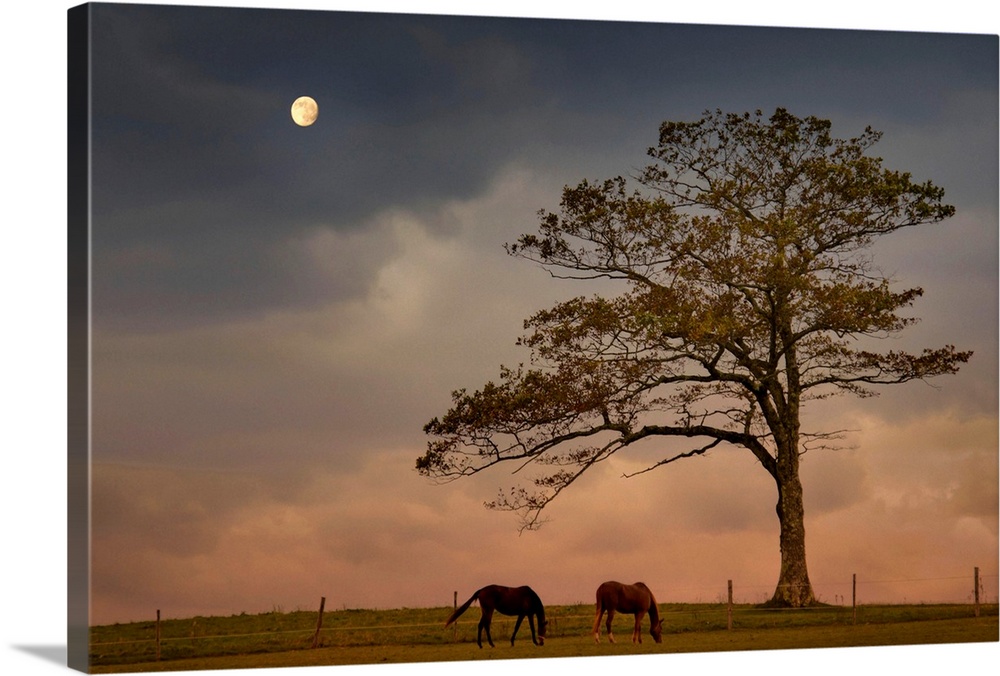 Large landscape photograph of two horses in the moonlight,  grazing in a vast field beneath a single tree, against a cloud...