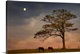 image thumbnail of Large landscape photograph of two horses in the moonlight,  grazing in a vast field beneath a single tree, against a cloud...