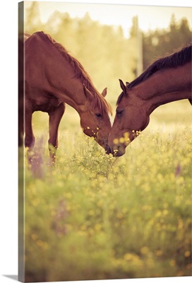 Two horses in field, Sweden.