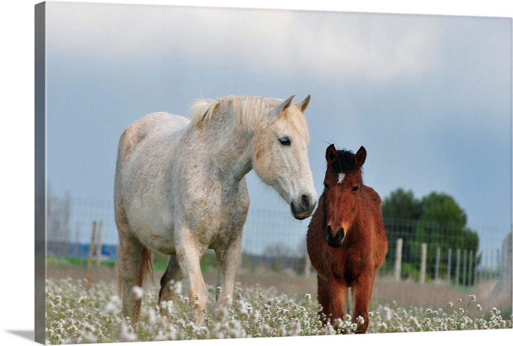 Two horses, mare and colt, white and brown, together on field full of white flowers.