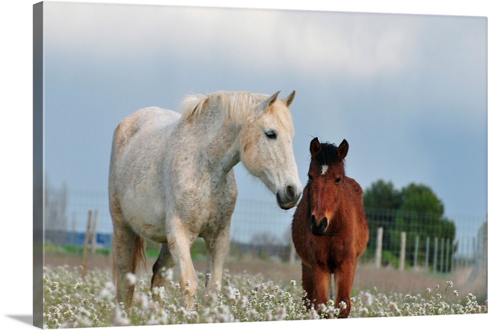 Two Horses Mare And Colt White And Brown Together On Field Full Of White Flowers - 