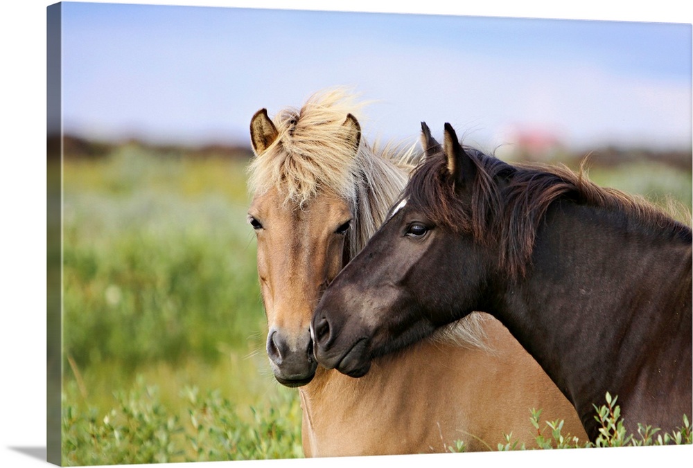 Huge photograph taken of a couple horses caressing each other as they stand in a field.  The intense focus of the horses i...