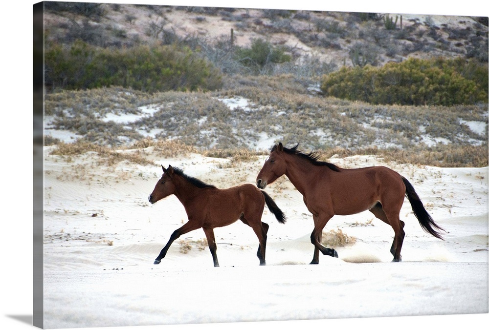 Horses running free on beach sand.