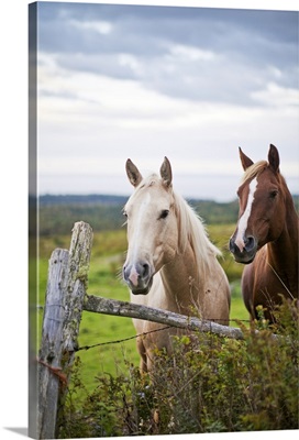 Two horses stand near fence in farm field of off highway 915, New Brunswick, Canada