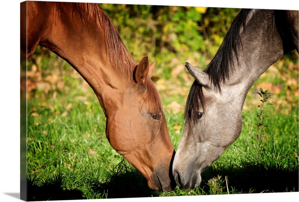 Photo on canvas of two horses nudging eachother with their noses.