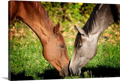 Two horses touching noses.