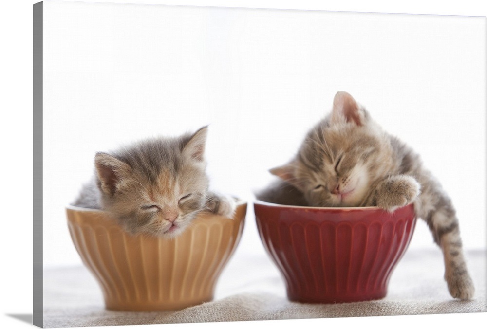 Two Kittens Sleeping in Bowls Wall Art, Canvas Prints, Framed Prints