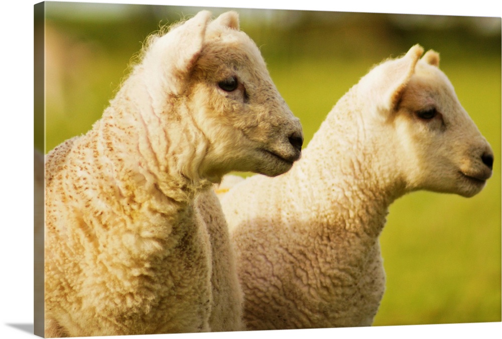 Two lambs in field.