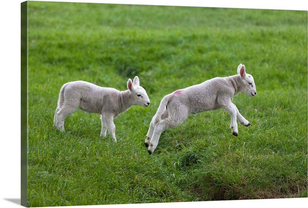 Two lambs playing, Northumberland, England