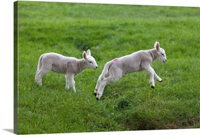 Two lambs playing, Northumberland, England