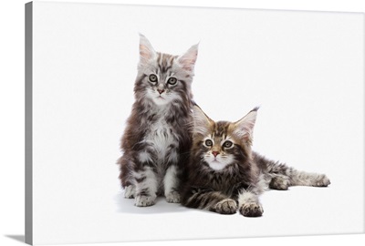 Two Maine Coon Kittens