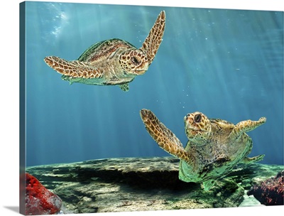 Two mature loggerhead turtles on the reef