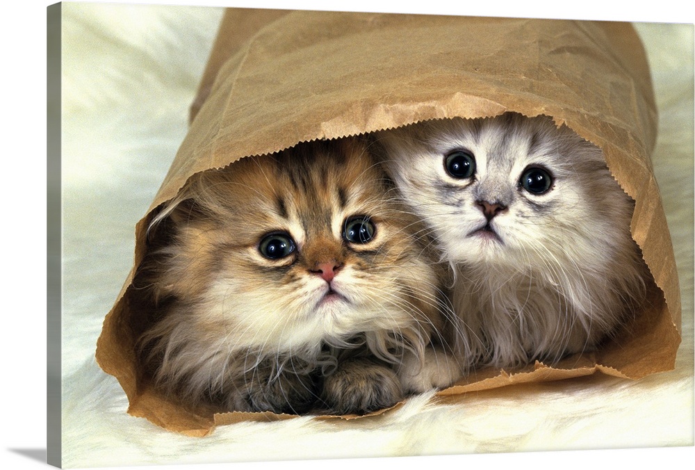 Two Fluffy Kitties persian cat Rococo art CANVAS PRINT 