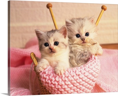 Two Persian Cats Sitting in a Knitting Basket