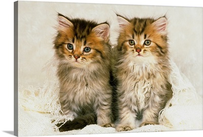 Two Persian Cats Sitting on a White Fluffy Blanket, Looking Sideways, Front View