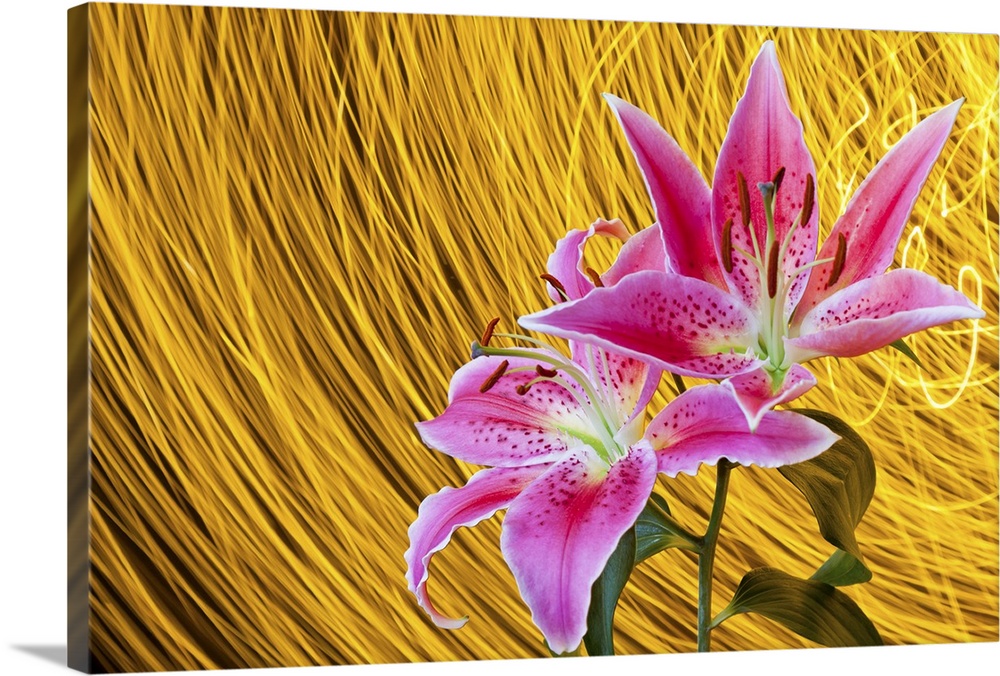 Two pink stargazer lilies with flash indoors.  Spinning light trails behind create star trail effect in background.