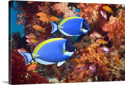 Two powder blue surgeonfish swimming along the reed, Egypt