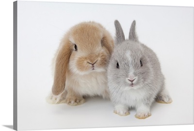 Two rabbits, Netherland Dwarf and Holland Lop.
