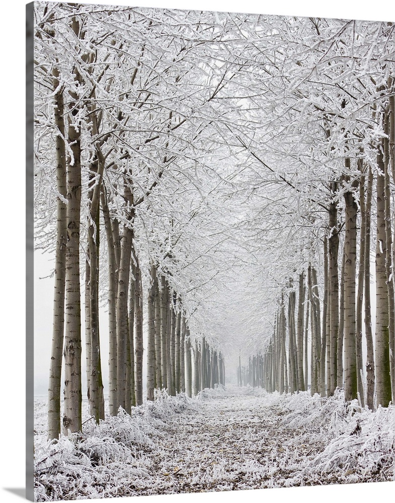 Two rows of frozen trees.