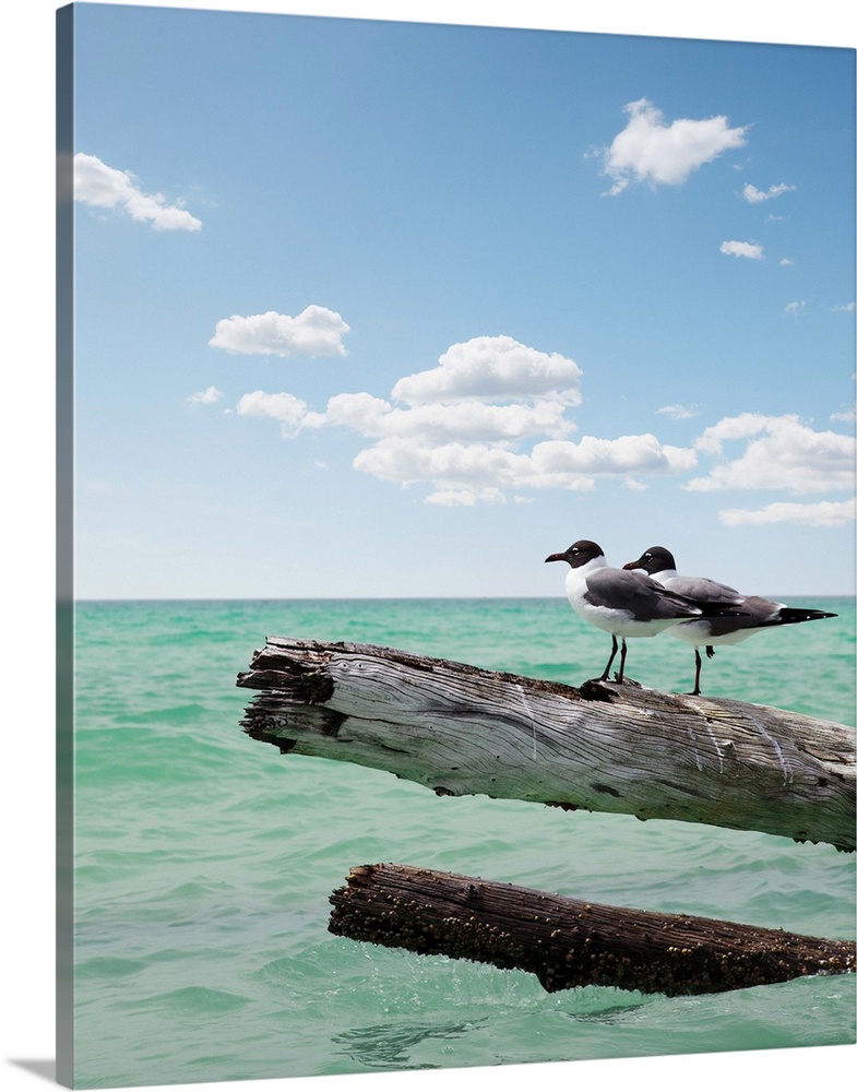Two seagulls sitting on a dead tree sticking out of the water on location at Sarasota Florida  for Vacation, Freedom, Care...