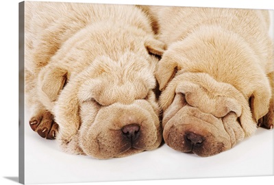 Two Shar Pei puppies sleeping, white background