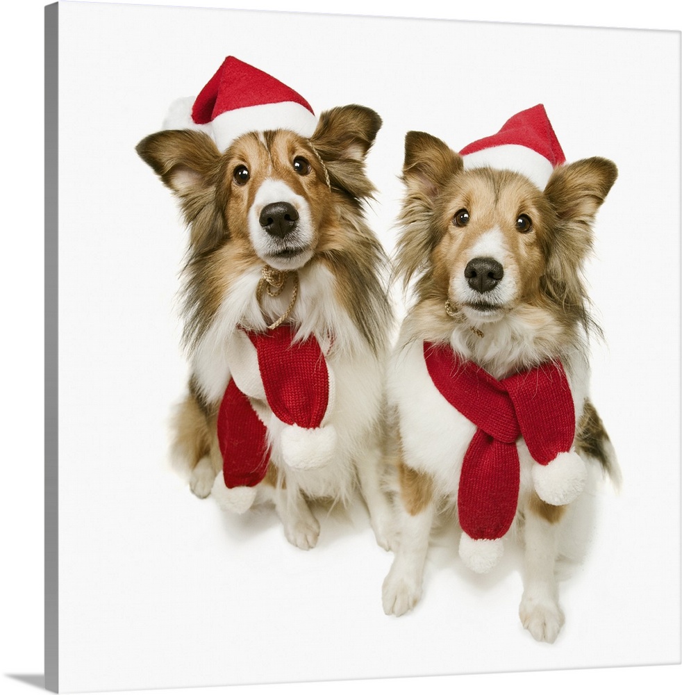 Two Shetland Sheepdogs wearing Santa hats and scarves, studio shot