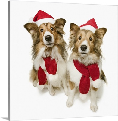 Two Shetland Sheepdogs wearing Santa hats and scarves
