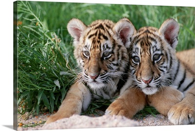 Two Siberian Tiger Cubs