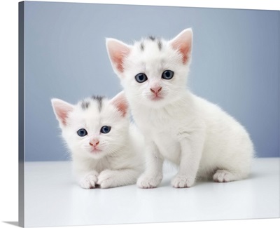 Two very young white kittens stare inquisitively at the camera