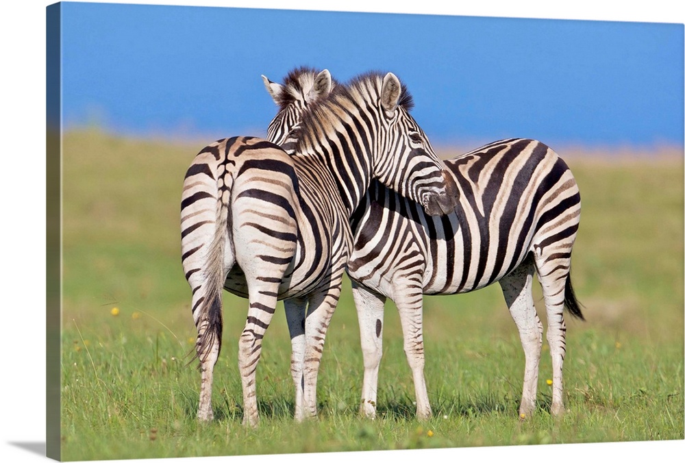 Two Plains zebra (Equus quagga) on coastal plains, Mkambathi Game Reserve, Transkei Coast, Eastern Cape Province, South Af...