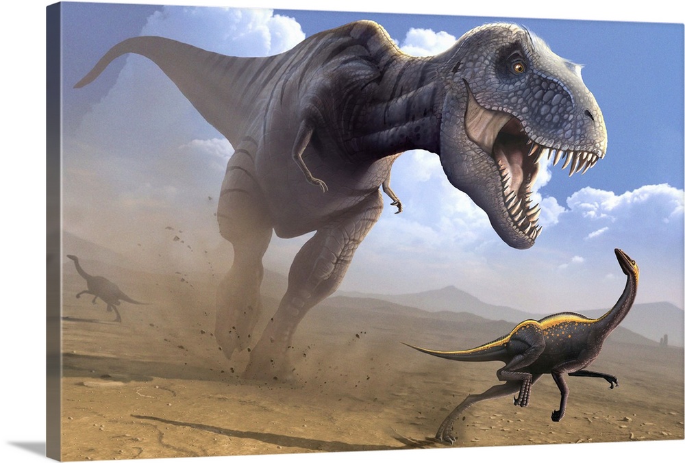 Tyrannosaurus rex dinosaur hunting an Ornithomimus dinosaur. T. rex was among the largest carnivorous dinosaurs. It was ab...