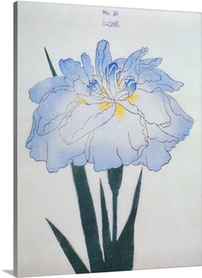 U-Chu Book Illustration Of A Light Blue Iris