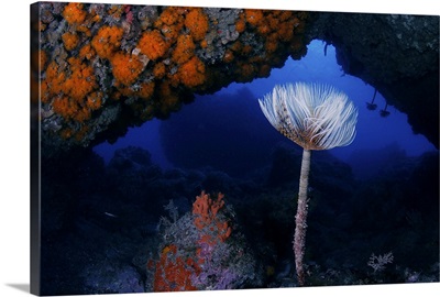 Underwater Cave with a Cup Coral, La Herradura, Spain