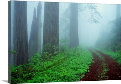 Unpaved Road In Misty Redwood Forest