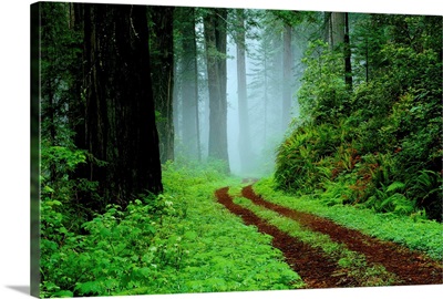 Unpaved Road In Redwoods Forest