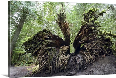Upturned old growth Douglas-fir tree stump, Cathedral Grove, Canada