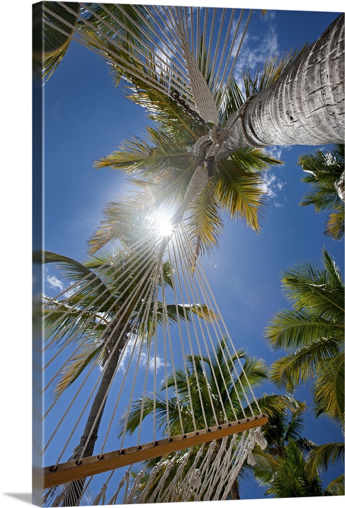 Upward view through hammocks and palms.  White Bay