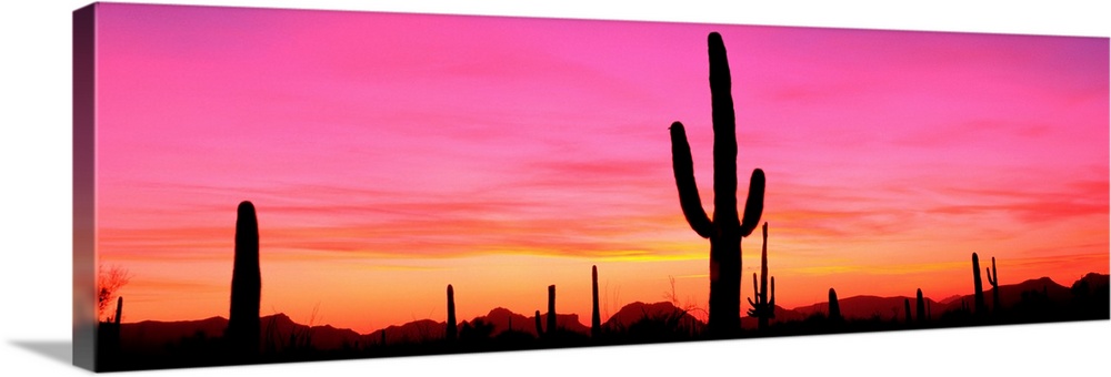 USA, Arizona, Organ Pipe National Monument, sunset