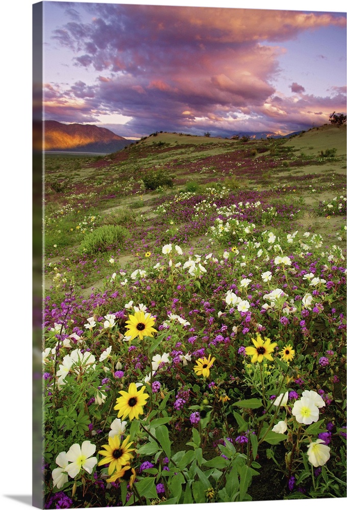 USA, California, Anza Borrego Desert State Park, Wildflowers on landscape