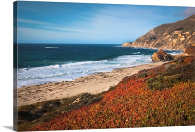 USA, California, Big Sur, Red plants by beach