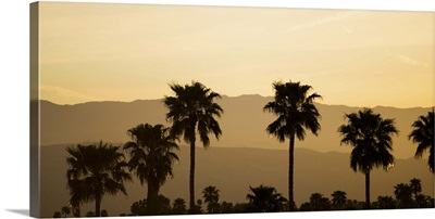 USA, California, Palm Springs, Palm trees silhouetted at sunset