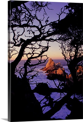 USA, California, Point Lobos, cypress tree and sea pinnacle, dusk