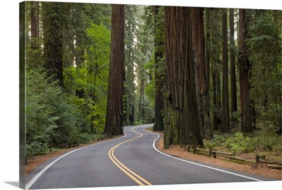USA, California, road through Redwood forest