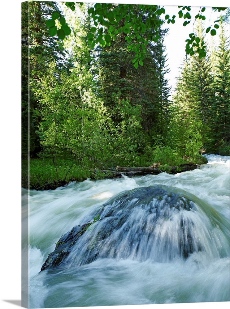 USA, Colorado, Mountain creek in forest