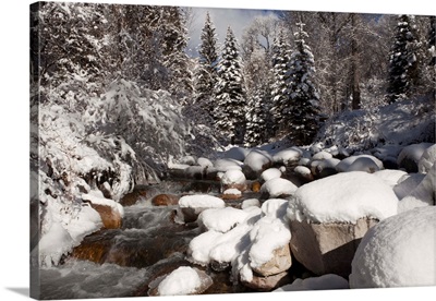 USA, Colorado, Winter landscape