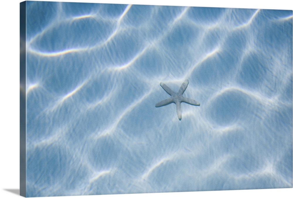 USA, Florida, Rippled blue water with starfish